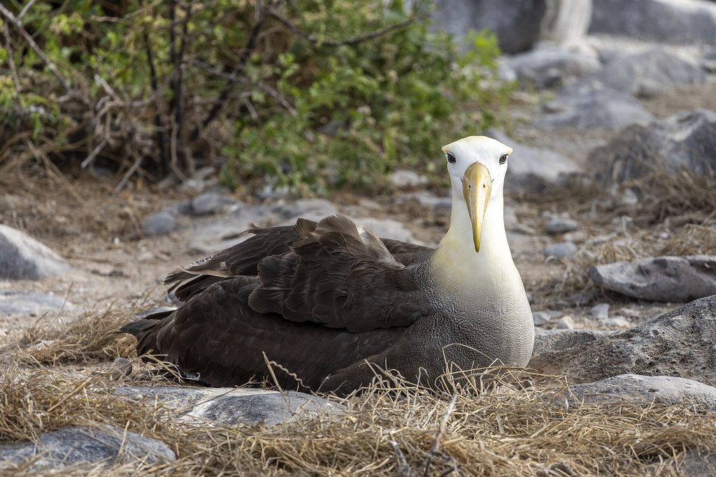 A waved albatross on its nest on Española