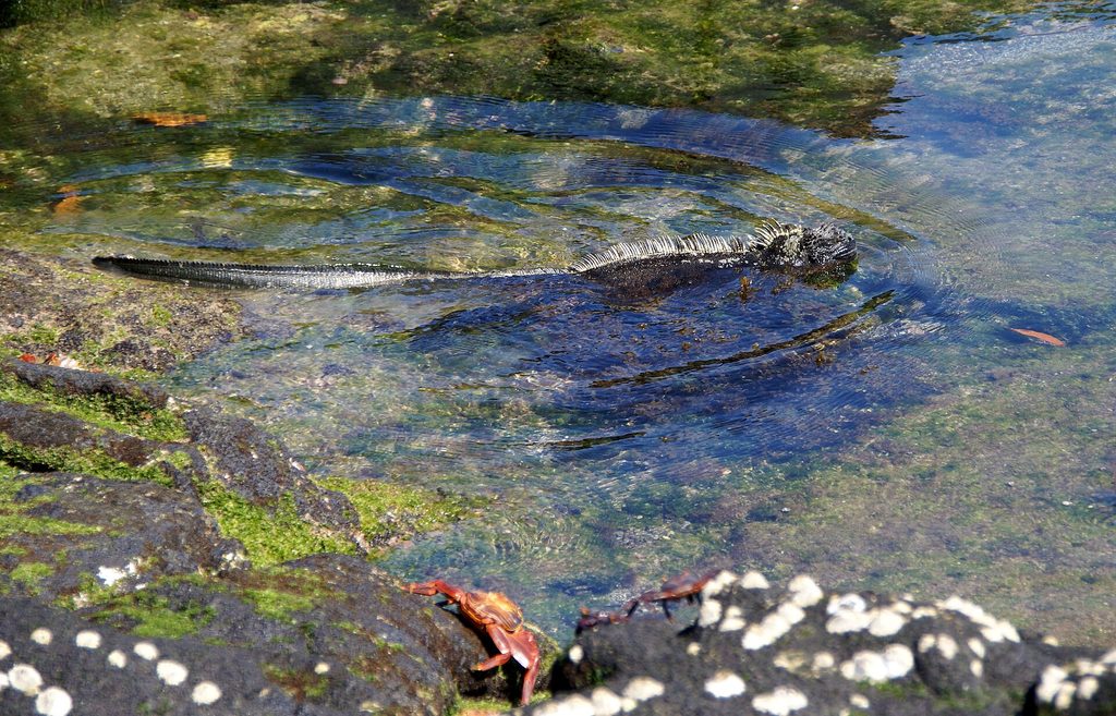 A marine iguana swimming at Espinosa Point, Fernandina, past Sally Lightfoot crabs