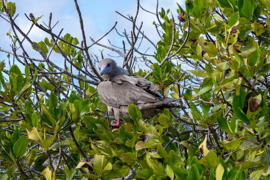 A red-footed booby perched on Genovesa