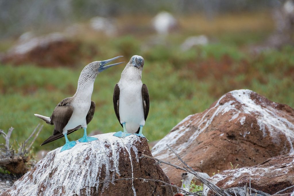 A courting pair of blue-footed boobies on North Seymour