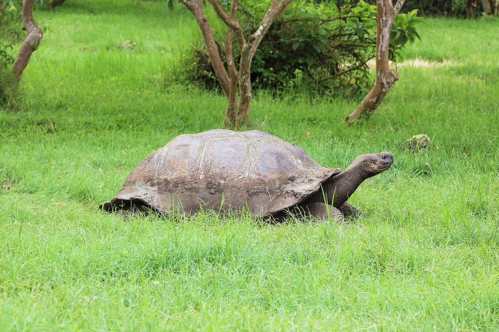 A Santa Cruz giant tortoise in the wild