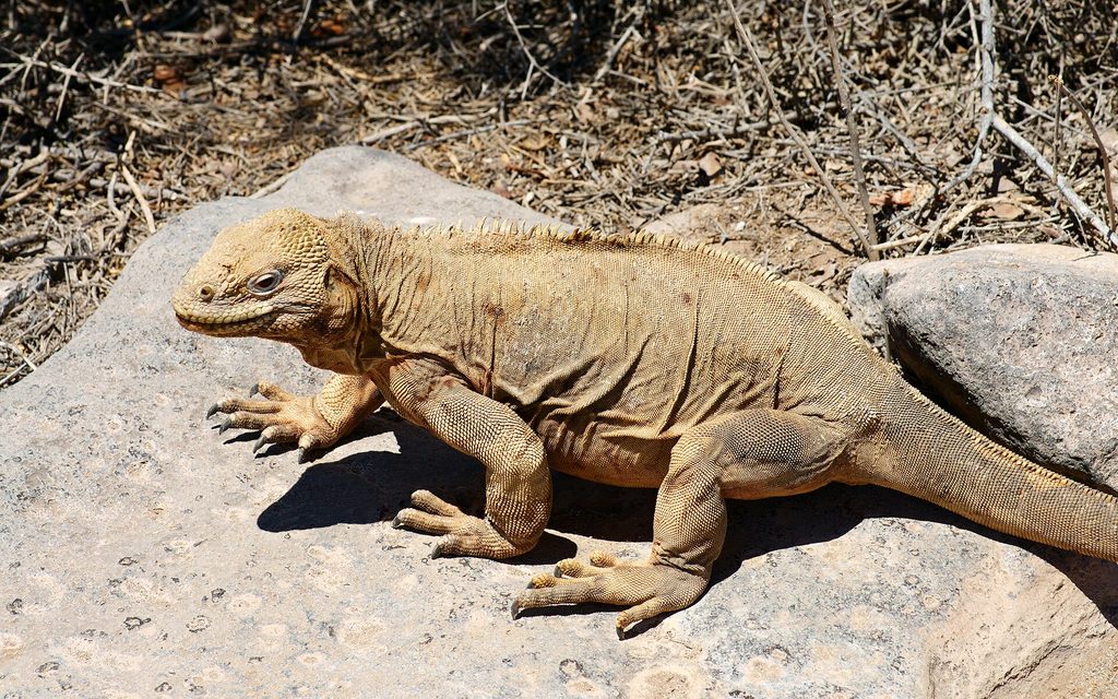 A pale Santa Fe land iguana, the island's endemic species