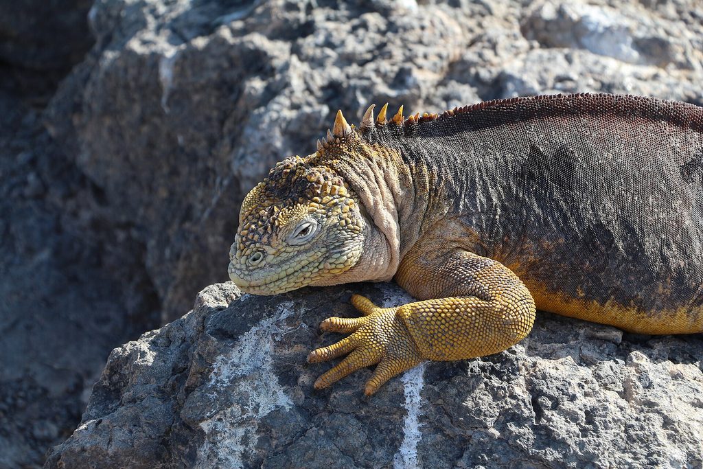 A Galápagos land iguana resting on the rocks of South Plaza